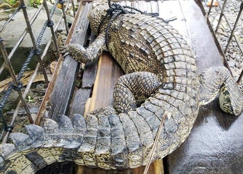 Bat duoc ca sau 27kg duoi ruong lua hinh anh