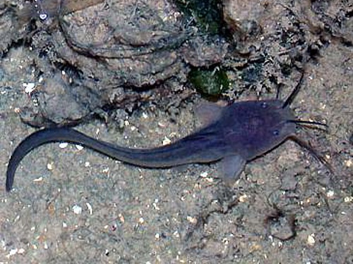 Bi ca ngat dam, thay mau 4 lan van tu vong hinh anh