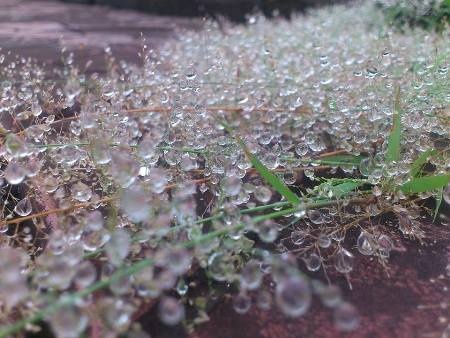 Anh suong co long lanh nhu ngoc trai o Lao Cai hinh anh