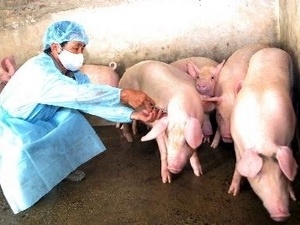 Xuat hien dich lo mom long mong tai Bac Kan hinh anh