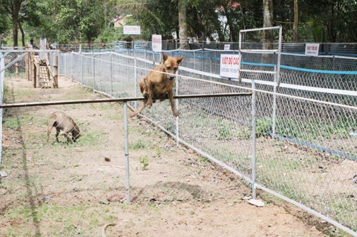 Clip dua cho dia hinh cuc 'doc' o Phu Quoc hinh anh