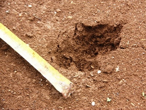 Thu la cao bang nua xe may xuat hien gan san bay hinh anh