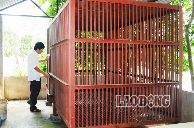 Gau 200 kg can dut hai tay chau be qua loi ke cua nguoi chu hinh anh