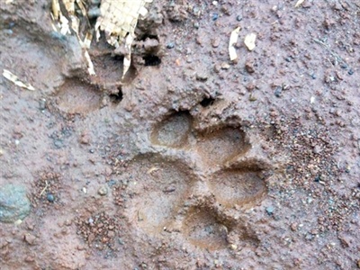 Nguoi dan gan san bay khiep dam vi manh thu xuat hien hinh anh