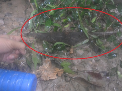 Dam chet nguoi vi cay den pin hinh anh