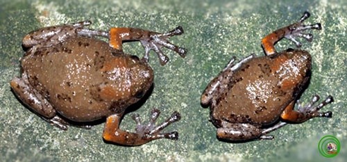 Phat hien loai enh uong moi o Viet Nam hinh anh