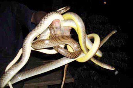 Xuyen rung, tay khong bat ran doc muu sinh hinh anh