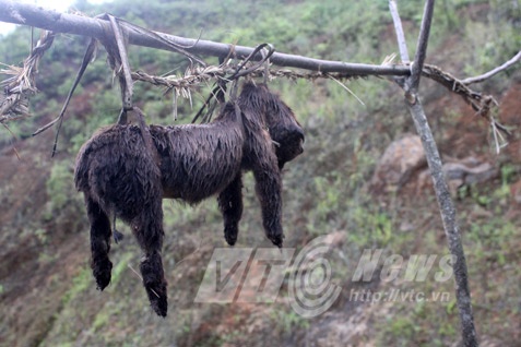 Chuyen la o Ha Giang: Treo cho chet truoc cong nha hinh anh
