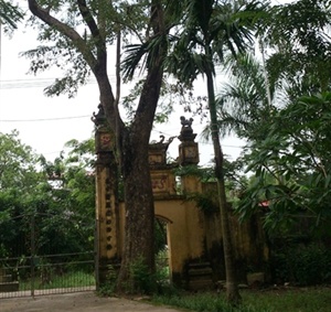 Rao ban 'cu sua' 200 tuoi gia 50 ty hinh anh