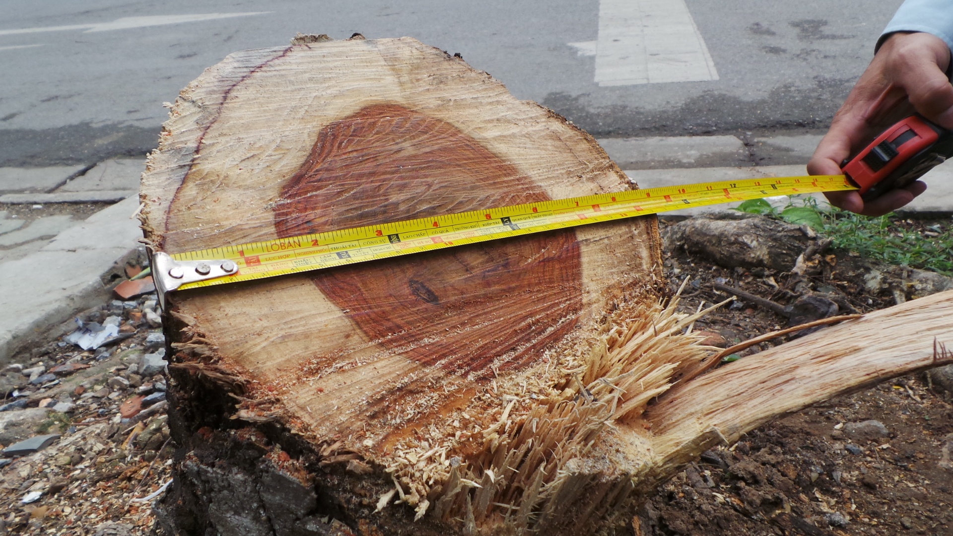 Cay sua hang ty dong giua Thu do bi cua trom hinh anh