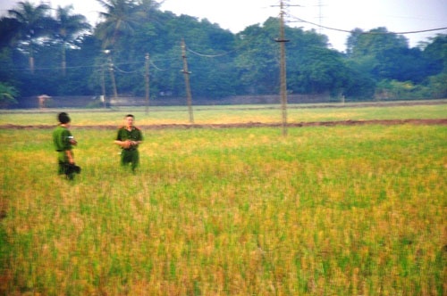 Vo vao con bo, bi dien giat chet hinh anh