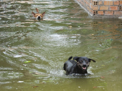 Clip doc dao cho dua dia hinh o Phu Quoc hinh anh