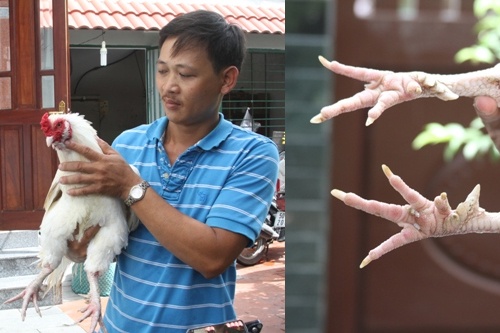 Chu ga 9 cua gia 30 trieu hinh anh