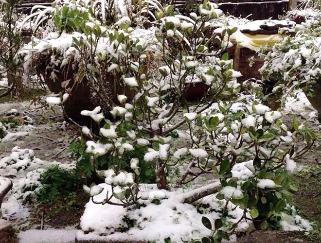 Tuyet roi nhieu noi trong vai ngay toi o Lao Cai hinh anh