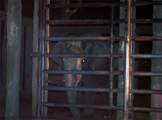 Bat thuong ve ly lich con voi quat chet nguoi hinh anh