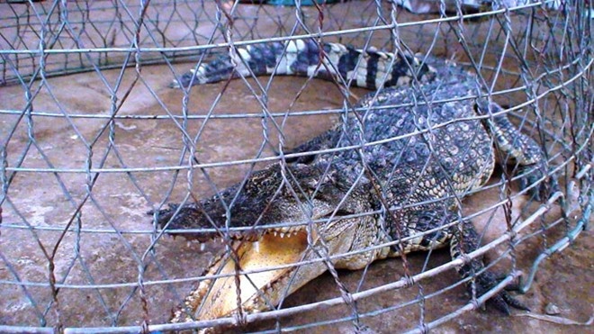 Clip nguoi Sai Gon bat ca sau dai 1m duoi song hinh anh