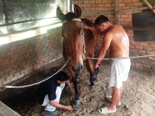 Nhung chu ngua vo dich con lai cua truong dua Phu Tho hinh anh