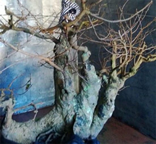 Trom mai kieng, dat trom bo kiem tien xai Tet hinh anh