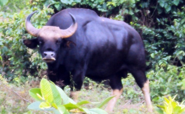 Chuyen ly ky ve bo tot o Viet Nam hinh anh