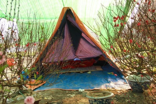 Dung leu ngu ven duong ban cay ngay Tet hinh anh