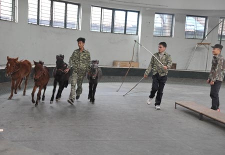 Vua xiec Viet Nam luyen ngua Mong Co hinh anh