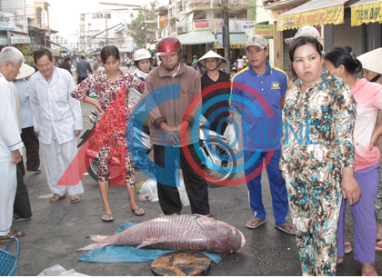 Cao duoc ca ho do nang 86kg hinh anh