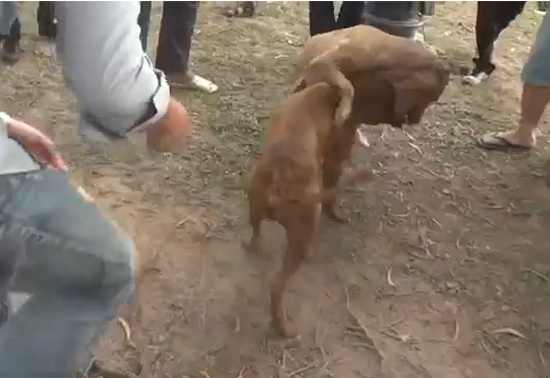 Clip dan hieu ky xem man choi cho dam mau hinh anh