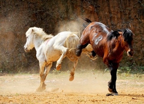 Nhung man dau ngua dung manh o Ha Giang hinh anh
