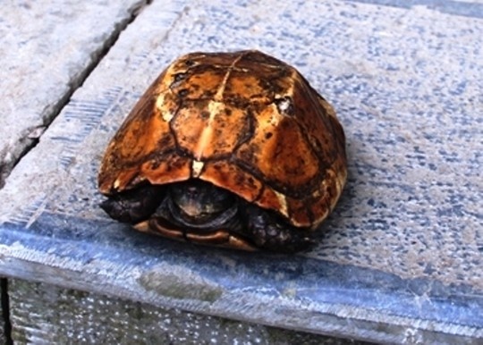 Tra nua ty dong de mua rua khuyet chi o suoi ca than hinh anh