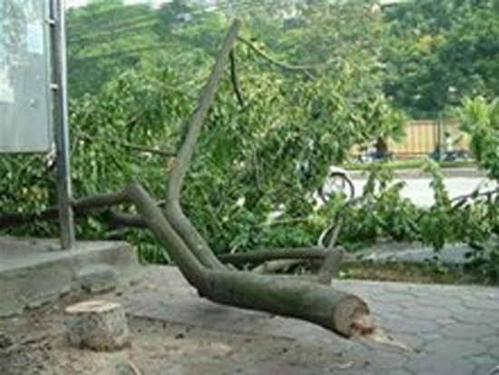 Cua trom cay sua giua thanh pho hinh anh