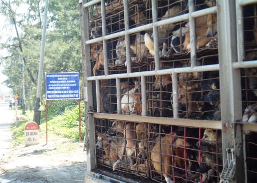 5 trieu con cho/nam bi giet hinh anh