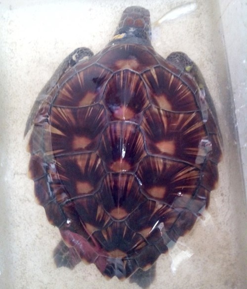 Ngu dan Ha Tinh bat duoc doi moi bien co khac chu la hinh anh