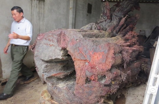 Gui giam dinh mau go sua tien ty o Quang Binh hinh anh