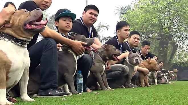 Choi cho: Nhung canh bac bao luc hinh anh