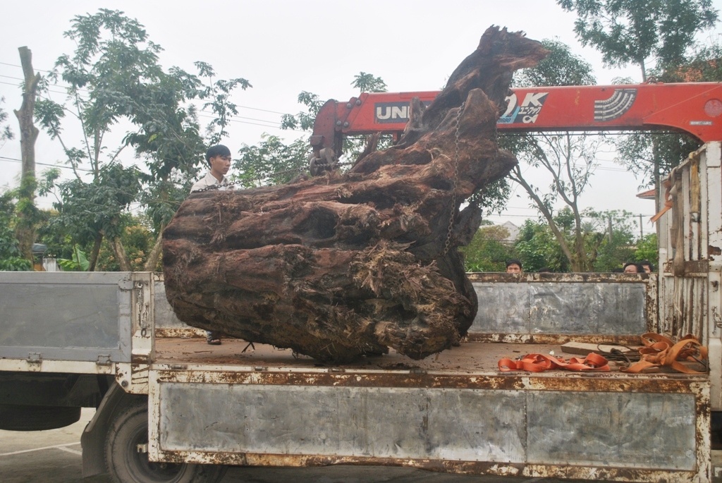 Goc sua tien ty nang hon 2 tan, thuoc loai moc vang hinh anh