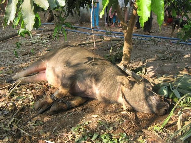 Trau dien huc nhieu xe may giua pho, 10 nguoi nhap vien hinh anh