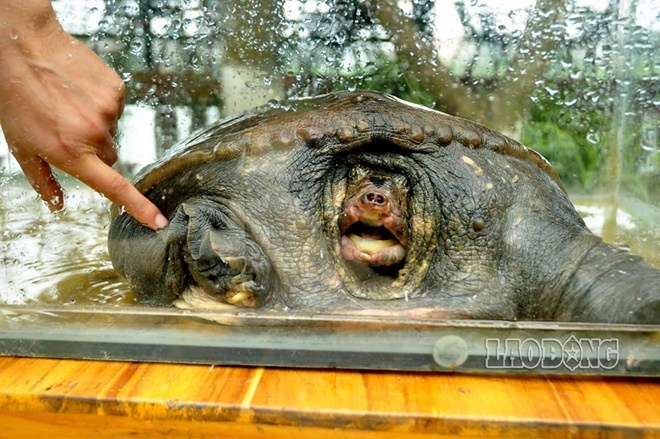 Can canh ba ba Nam bo 'khung' vua bat duoc o Ha Noi hinh anh