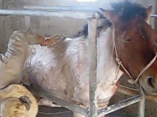 Cong nghe ‘tham my’ ngua nau, ngua den thanh ngua bach hinh anh