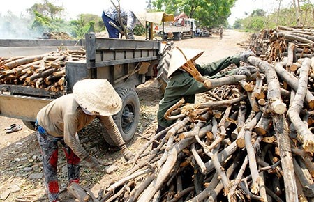 Mot cui o Sai Gon hinh anh