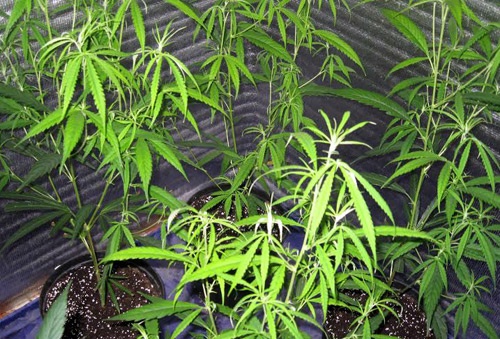 Cần sa được trồng trong chậu khắp nhà.