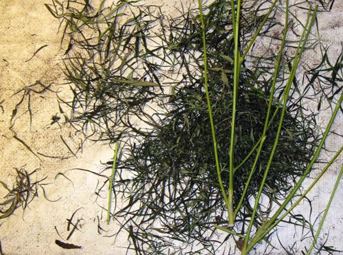 Cần sa được thu hoạch, treo khô để chế biến.