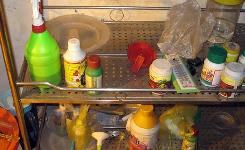 Cần sa được ươm giống.