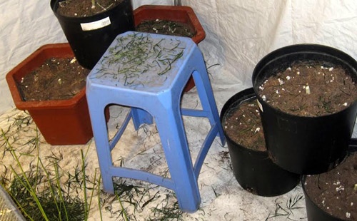 Cây cần sa non được trồng trong nhà tắm, có đèn chiếu nhiệt.