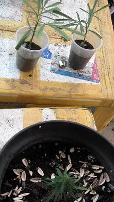 Khu vực chế biến và cất giấu cần sa.