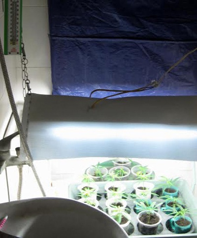 Thiết bị chiếu sáng dùng để tạo nhiệt, chăm sóc