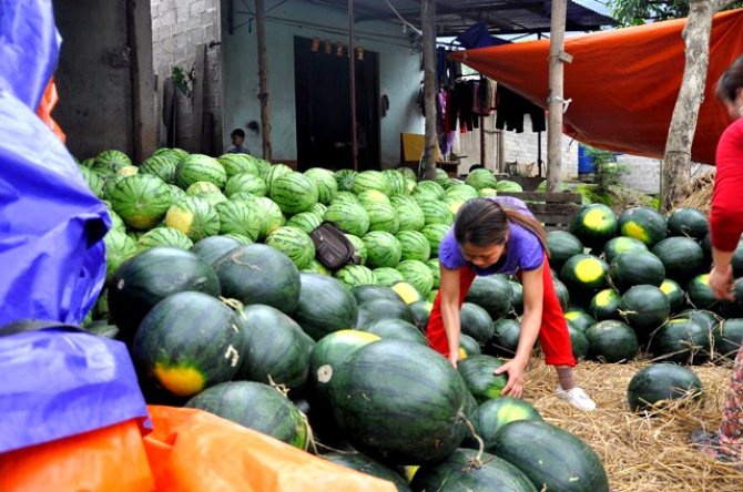 Sau khi lấy được dưa, những người hôi dưa sẽ bán lại cho các lái buôn trong nước, có người kiếm được cả tiền triệu/ngày.