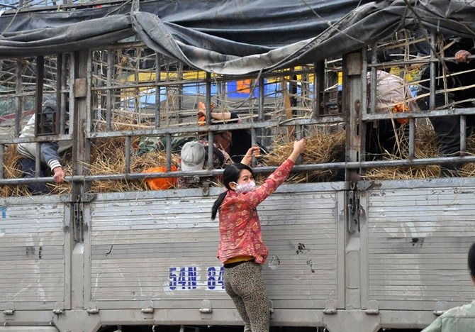 Đáng chú ý, không chỉ có đàn ông mà nhiều phụ nữ cũng rất giỏi leo trèo để hôi dưa.