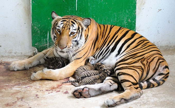 Me nuoi cua ho o Thao Cam Vien hinh anh