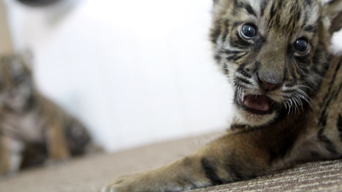 Theo các nhà chuyên môn, để hổ Đông Dương sinh con đã là khó, và nếu có thường cũng chỉ hai, ba con mà thôi. Vì vậy, việc Mi sinh năm là chuyện cực hiếm của hổ Đông Dương, nhất là Mi đã lớn tuổi (10 tuổi). Trong năm con của Mi, chỉ có ba “bé” là khỏe mạnh nên được sống chung với mẹ. Hai hổ con yếu nhất trong bầy được tách riêng ra chăm sóc trong điều kiện đặc biệt. 