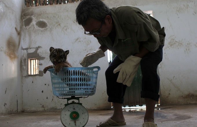 Ông Trần Minh Tâm, tổ chăn nuôi, kiểm tra trọng lượng và sức khỏe hổ con sau khi đã tách hổ mẹ ra chuồng bên. Hiện hổ con to nhất đã đạt 5kg.